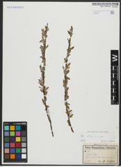 Foto von Salix alba L.